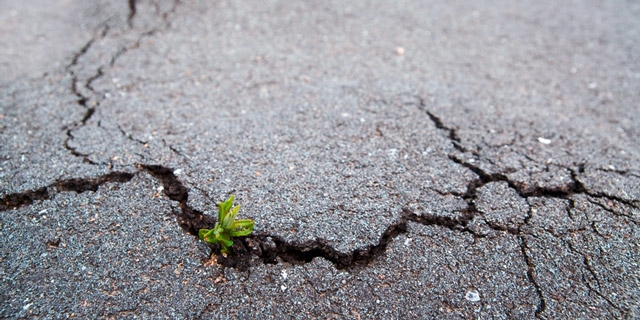 Asphaltboden der durch deine unterirdische Wurzel kaputt gegangen ist 