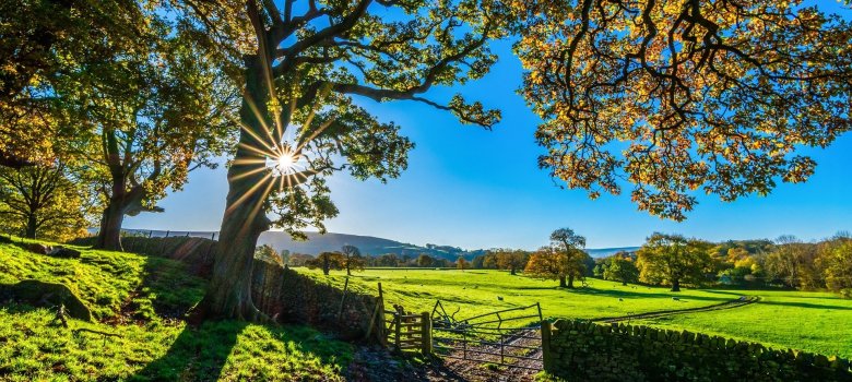 Ländliche Idylle mit mehreren Bäumen die von der Sonne angestrahlt werden und eine alte Mauer, die an einigen Stellen schon Steine verloren hat